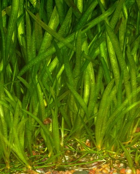 Vallisneria spiralis, Gew�hnliche Wasserschraube
