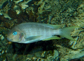 Tropheus polli, Gabelschwanz-Brabantbuntbarsch