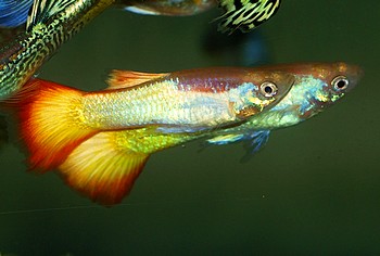Poecilia reticulatus, Guppy
