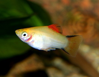 Xiphophorus maculatus, Platy