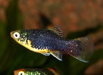 Xiphophorus maculatus, Platy