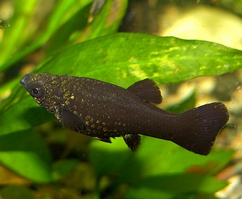 Poecilia sphenops, Black Molly
