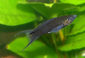 Xiphophorus helleri
