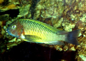 Tropheus moori, Brabantbuntbarsch - �Nangu�