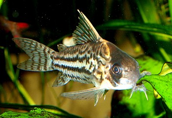 Corydoras schwartzi, Schwartz Panzerwels