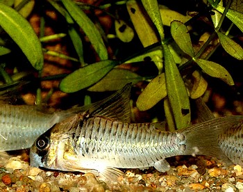 Corydora delphax, Inirida-Panzerwels