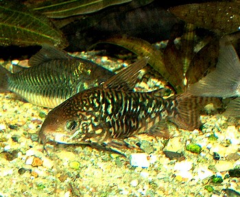 Corydoras pantanalensis, Pantanal-Panzerwels