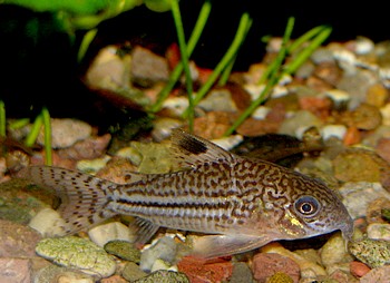 Corydoras trilineatus, Dreibinden-Panzerwels