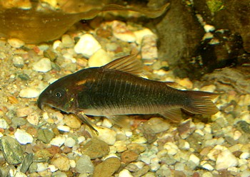 Corydoras aeneus, Metall-Panzerwels