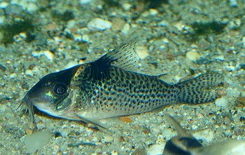 Corydoras melanistius, Schwarzbinden-Panzerwels