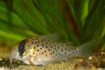 Corydoras sychry