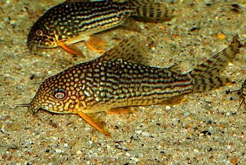 Corydoras sterbai, Sterbas Panzerwels