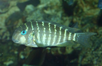 Tropheus polli, Gabelschwanz-Brabantbuntbarsch