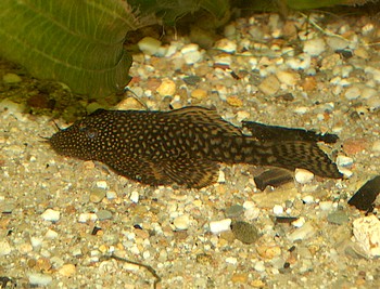 Ancistrus spec., Antennenwels