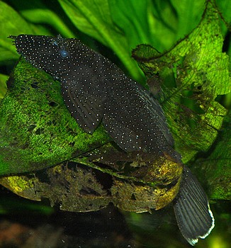 Ancistrus dolichopterus, Blauer Antennenwels