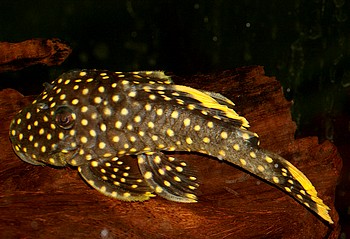 Baryancistrus spec, Golden Nugget L177