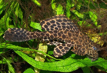 Glyptoperichthys gibbiceps, Waben-Schilderwels