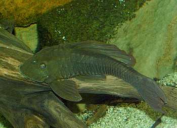 Hypostomus punctatus, Punktierter Schilderwels
