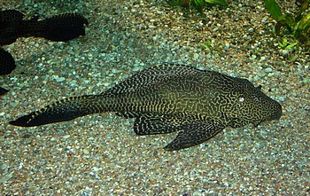 Liposarcus anisitsi, Schwarzwei�er Segelschilderwels