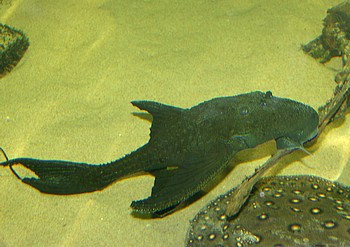 Acanthicus adonis, Elfenwels