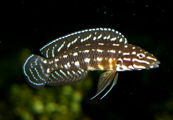 Julidochromis marlieri