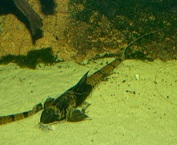 Loricaria simillima, Maulbr�tender Hexenwels