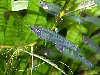 Kryptopterus minor, Indischer Glaswels