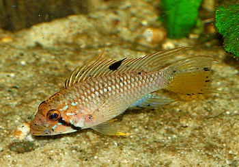 Apistogramma barlowi Apistogramma barlowi