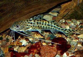 Pimelodus pictus, Engelantennenwels