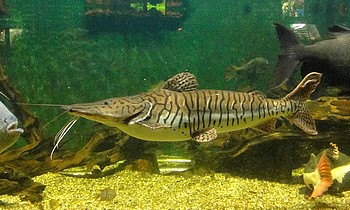 Pseudoplatystoma fasciatum
