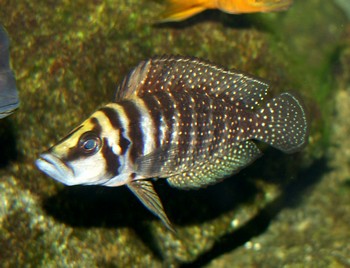 Altolamprologus compressiceps, Nanderbuntbarsch