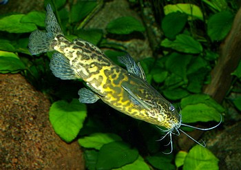 Synodontis schoutedeni, Marmorierter Fiederbartwels