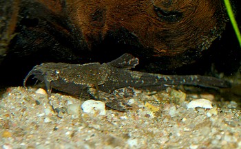 Dysichthys coracoides, Zweifarbiger Bratpfannenwels