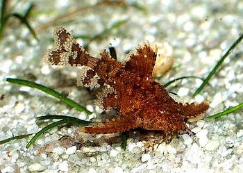 Hara jerdoni, Deltafl�gel-Zwergwels