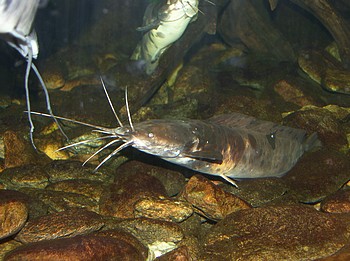 Clarias batrachus, Froschwels