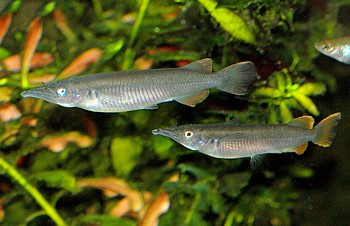 Dermogenys ebrardtii, Ebrardt-Halbschn�bler