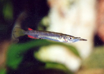 Dermogenys pusillus, Hechtk�pfiger Halbschnabelhecht