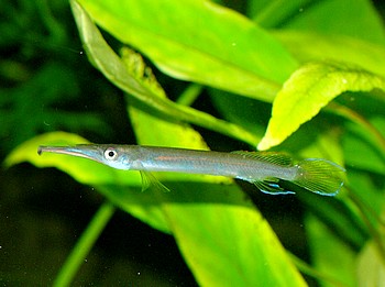 Hemirhamphodon pogonognathus
