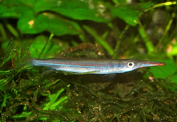 Hemirhamphodon kapuasensis