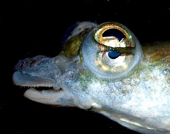 Anaples anaples, Vierauge