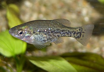 Ameca splendens, Flitterkärpfling
