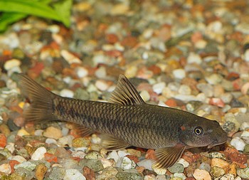 Gara spec. -�Nigeria�