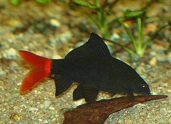 Epalzeorhynchos bicolor