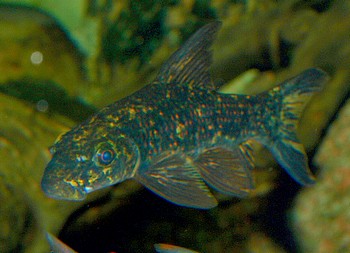 Labeo cyclorhynchus, Harlekin-Fransenlipper