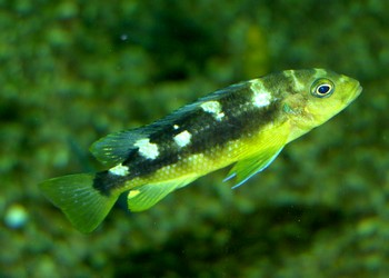 Pseudotropheus crabro, Cham�leon-Buntbarsch