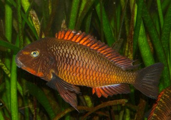 Tropheus moori, Brabantbuntbarsch - �Ilangi�