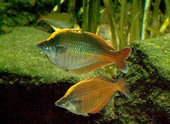 Chilatherina bleheri, Blehers-Regenbogenfisch