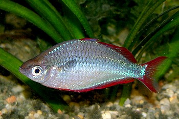 Melanotaenia praecox