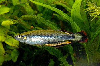 Bedotia madagascariensis, Rotschwanz-�hrenfisch