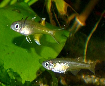 Pseudomugil signifer, Schmetterlings�hrenfisch